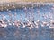 Group of flamingos on Walvis Bay Lagoon