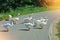 A group flock herd livestock of beautiful domestic white geese g