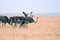 Group, a flock of ostriches grazing in the African savanna