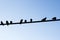 Group, a flock of urban birds of pigeons sitting on a beam of a metal structure, silhouettes against the blue sky. Copy