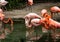 Group flock of a variety of colorful flamingos standing in a pond