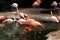 Group flock of a variety of colorful flamingos standing in a pond