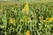 group flower of beautiful yellow annual sunflower