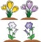 Group of flower - crocus and bluebell
