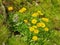 Group of flowering Arnica montana on the mountain slope