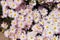 A group of flowering Country Girl Chrysanthemums with bees pollinating the flowers