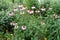 Group of flowering plants of Echinacea