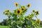 Group of flowering sunflowers on field