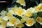 A Group of Flowering yellow Miltonia Orchid Flowers