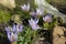 A group of flowers of crocuses among stones.