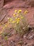 Group flowers growing on a slope