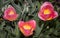 Group of flowers of red - Burgundy tulips with green foliage