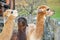 Group of fluffy alpacas