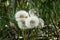 Group of fluffy dandelions blowball seeds near green grass in field in summer