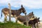 Group of fluffy donkeys behind fence. Brown donkeys in farmyard. Livestock concept. Funny animals.