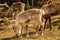 Group of fluffy forest reindeer grazing on a rural grassy valley