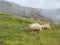 Group of fluffy icelandic sheep grazing on green grass meadow at Reykjadalur valley with hot springs in geothermal steam