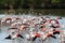 Group of fluttering flamingos in the french Camargue