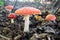 Group of fly agaric mushrooms on the forest floor