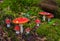 Group Of Fly Agaric With Red Caps On Mossy Forest Ground