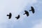 Group of flying  Alpine chough or yellow-billed chough Pyrrhocorax graculus, birds of the crow family against a blue white sky,