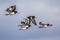 Group of flying Eurasian oystercatcher