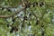 Group of flying foxes in Thailand