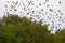 Group of flying starlings