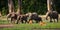 Group of forest elephants in the forest edge.