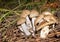 Group of forest mushrooms champignons on the background of grass