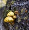 Group of forest mushrooms golden flake on the textured bark of a fallen tree