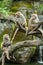 Group of Formosan Macaque monkeys sitting
