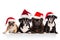 Group of four adorable french bulldog puppies in santa hats sitting and looking at camera. isolated on white background, Group of