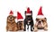 Group of four adorable santa dogs of different breeds