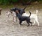 Group of four adult dogs close together in a cluster