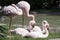 Group of four Birds flamingo near the water.