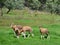 A group of four Blesbok antelope on green grass with trees in the background