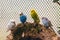 Group of four budgies standing on a rock in an aviary