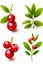 Group of four cherries with leaves on them, on white background. Generative AI