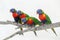 Group of four colorful little lorikeet parrots. Beautiful wild tropical animals birds sitting on a tree branch. Beauty of wildlife