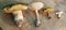 Group of four edible mushrooms (white, boletus, suillus, russula