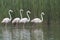 Group of four flamingos in a lake