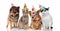 Group of four funny cats and dogs with birthday hats