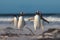 Group of four Gentoo Penguins (Pygoscelis papua) on the beach.