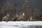 Group of four griffon vultures