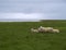 Group of four icelandic sheep, mother and lamb on green grass me