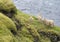 Group of four icelandic sheep, mother and lamb standing on bank