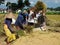 The group of four indonesian peasants working with rice