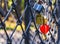 A group of four locks black gold and red color hangs on a wrought metal grid