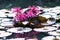 Group of four lotus flowers with pink leaves growing in a pond.